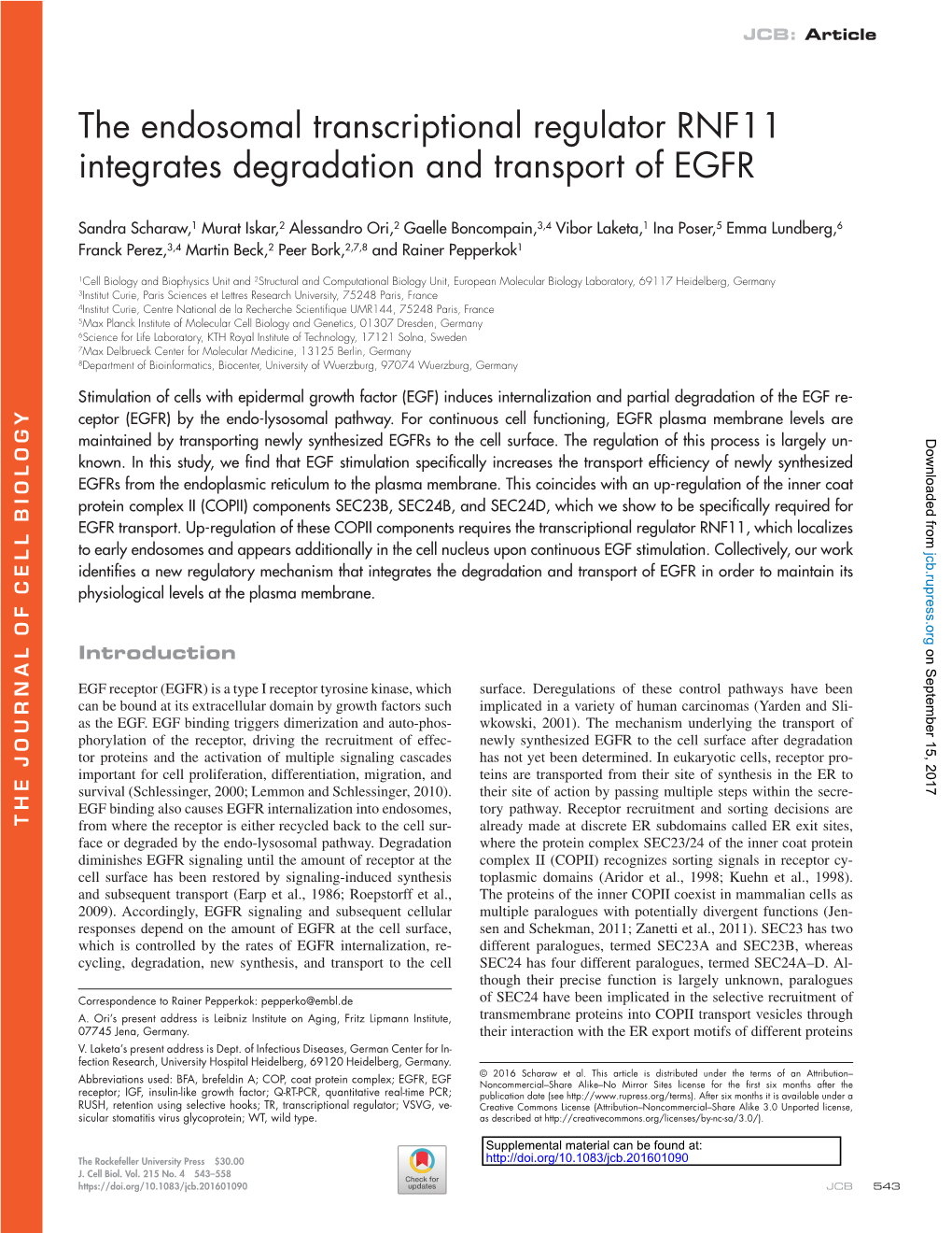 The Endosomal Transcriptional Regulator RNF11 Integrates Degradation and Transport of EGFR