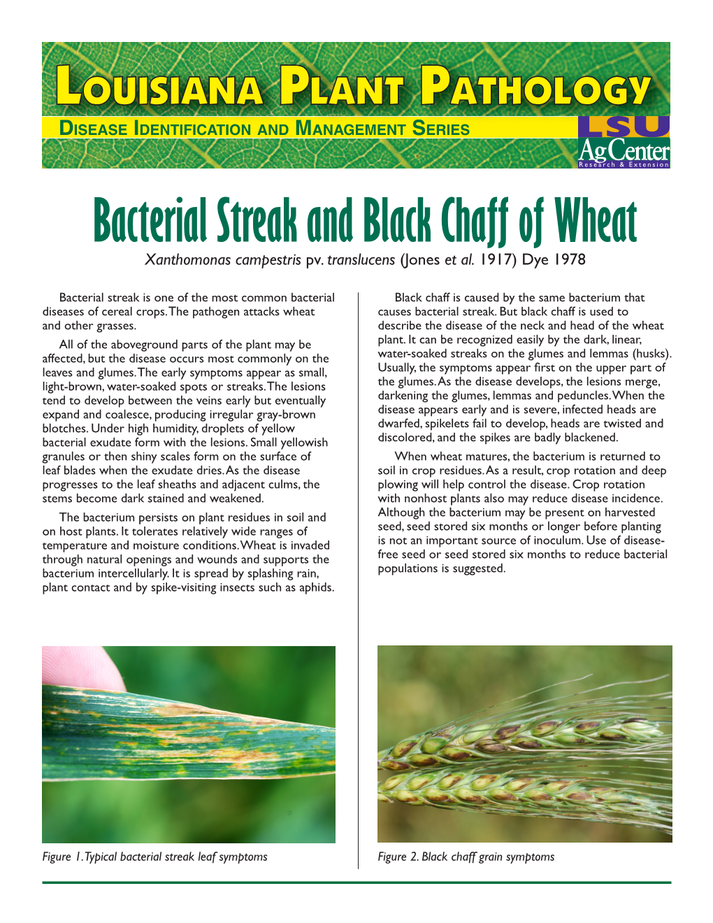 Bacterial Streak and Black Chaff of Wheat Xanthomonas Campestris Pv