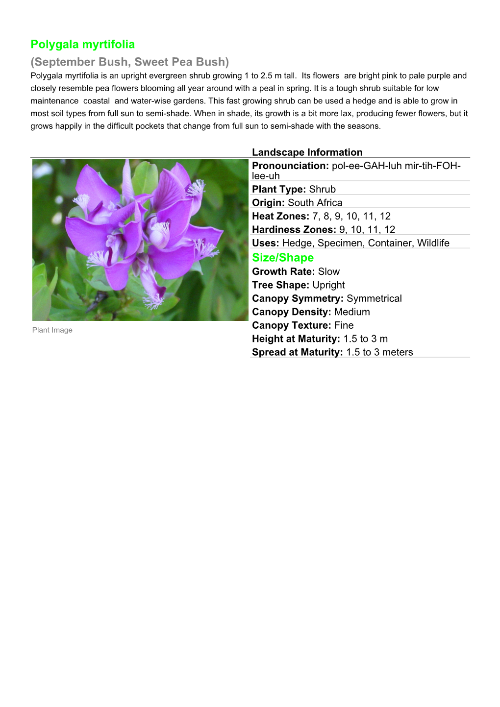 Polygala Myrtifolia (September Bush, Sweet Pea Bush) Polygala Myrtifolia Is an Upright Evergreen Shrub Growing 1 to 2.5 M Tall