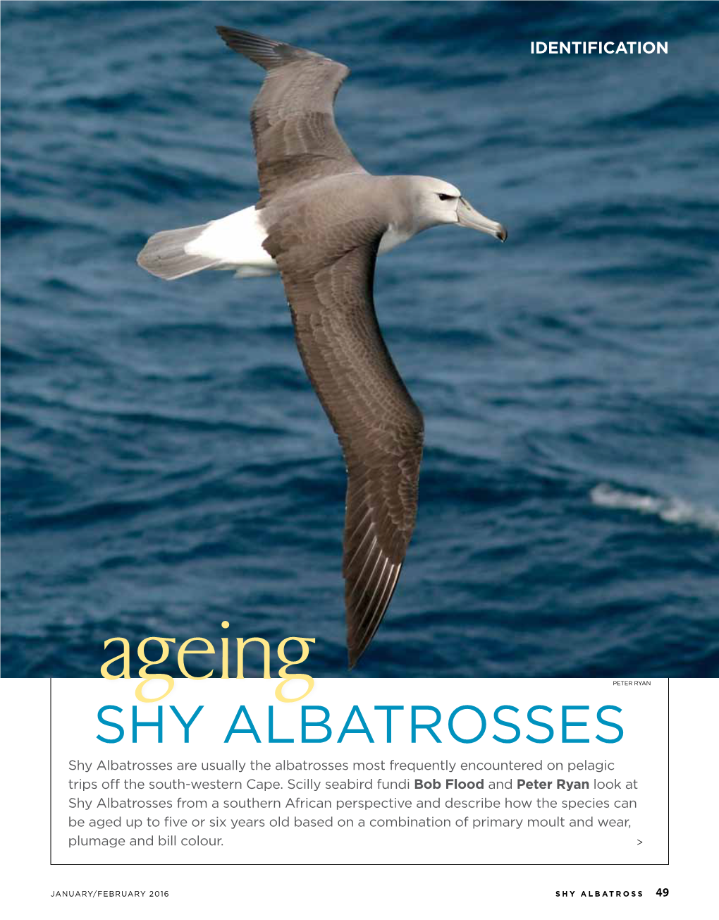 Shy Albatrosses Shy Albatrosses Are Usually the Albatrosses Most Frequently Encountered on Pelagic Trips Off the South-Western Cape