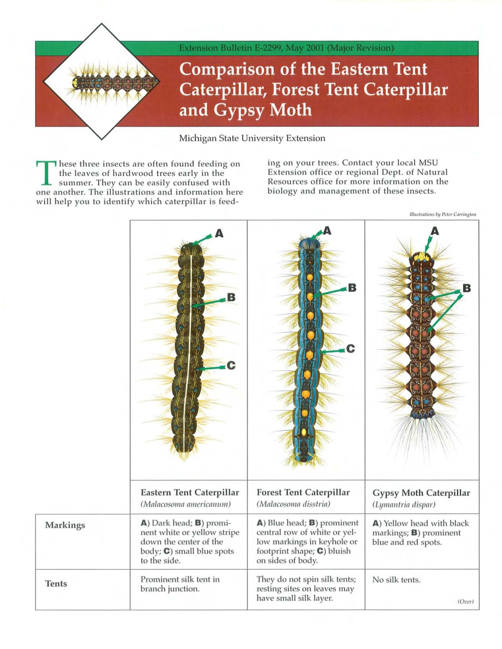 Comparision of the Eastern Tent Caterpillar, Forest Tent Caterpillar