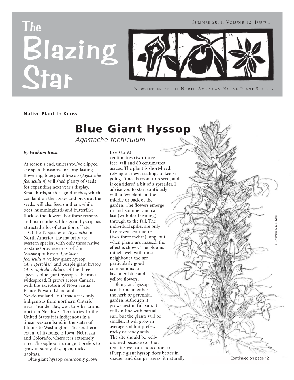 Blue Giant Hyssop