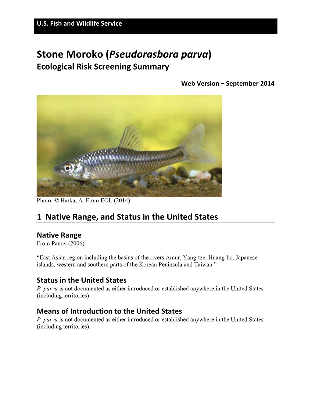 Stone Moroko (Pseudorasbora Parva) Ecological Risk Screening Summary