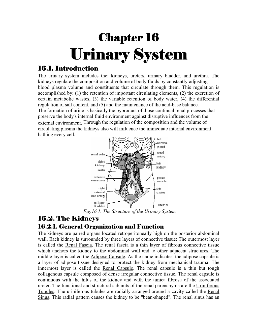 Urinary System Urinary System
