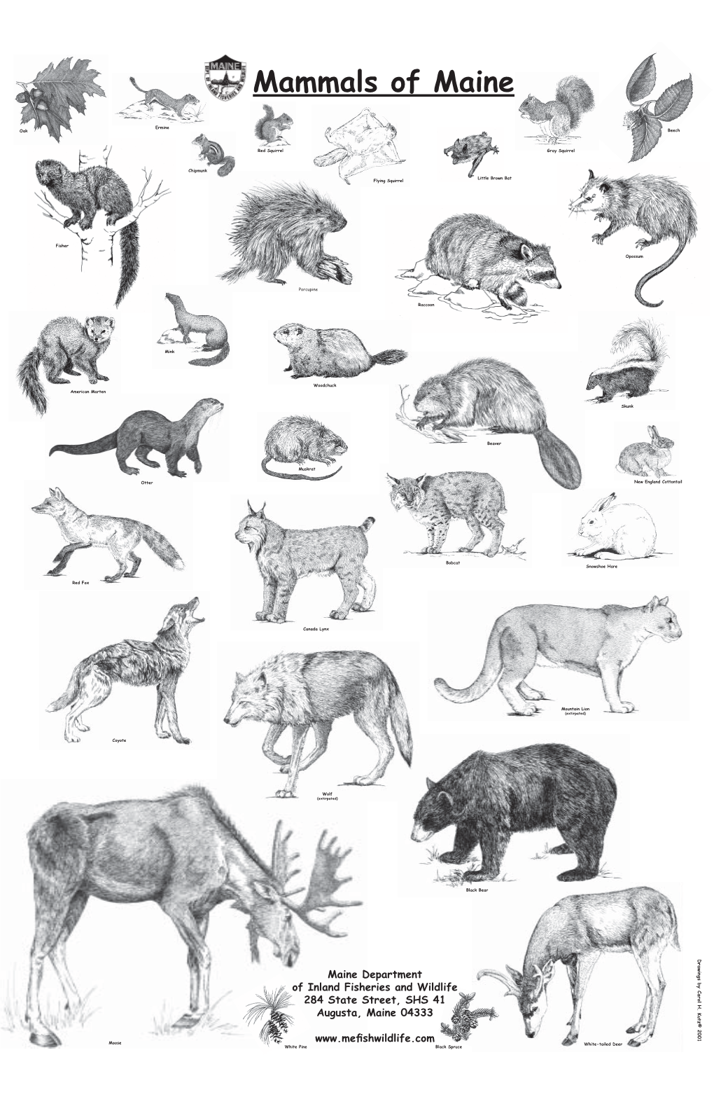 Mammal Poster.Indd