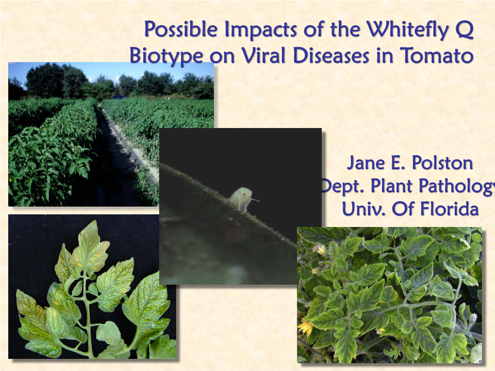 Possible Impacts of the Whitefly Q Biotype on Viral Diseases in Tomato