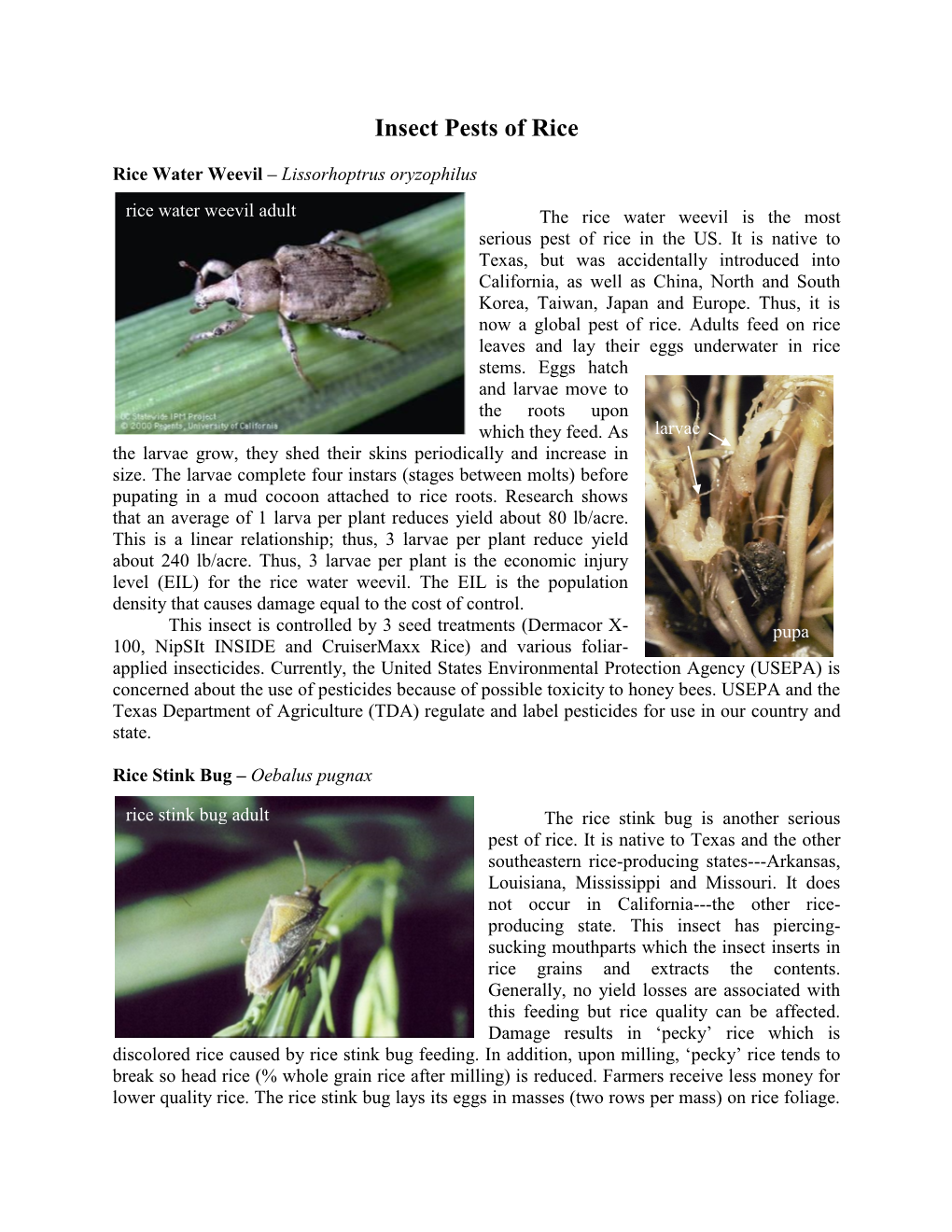 Insect Pests of Rice