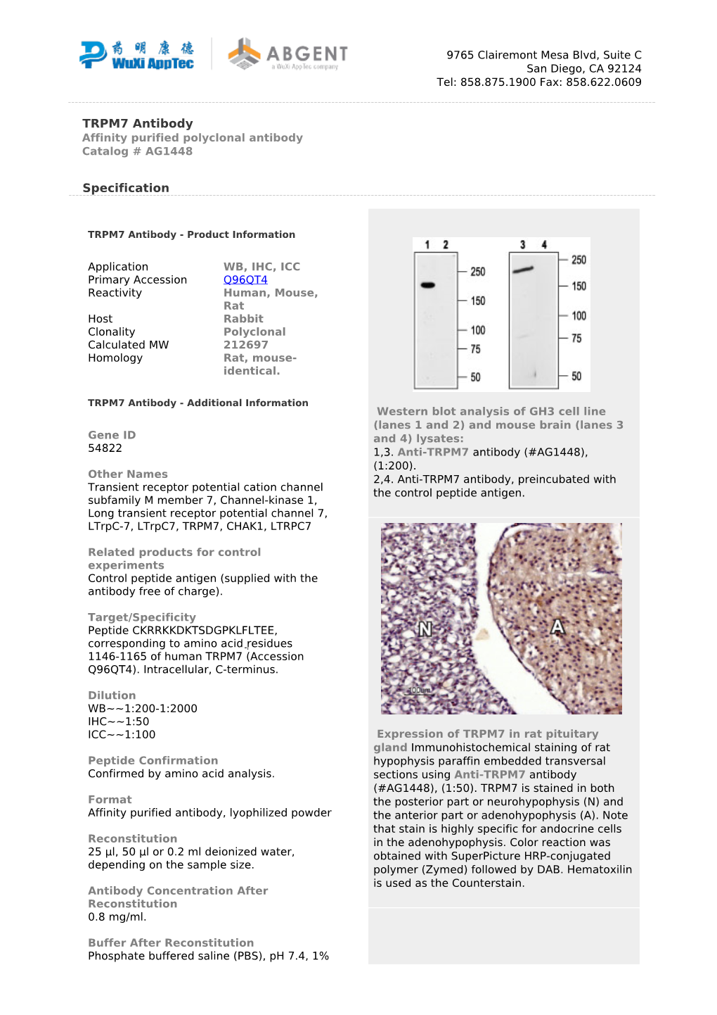 TRPM7 Antibody Affinity Purified Polyclonal Antibody Catalog # AG1448