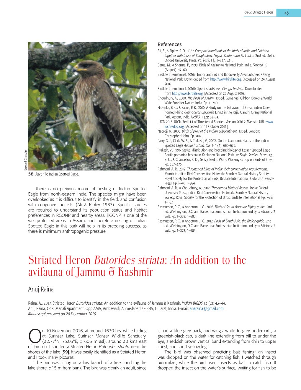 Striated Heron Butorides Striata: an Addition to the Avifauna of Jammu & Kashmir