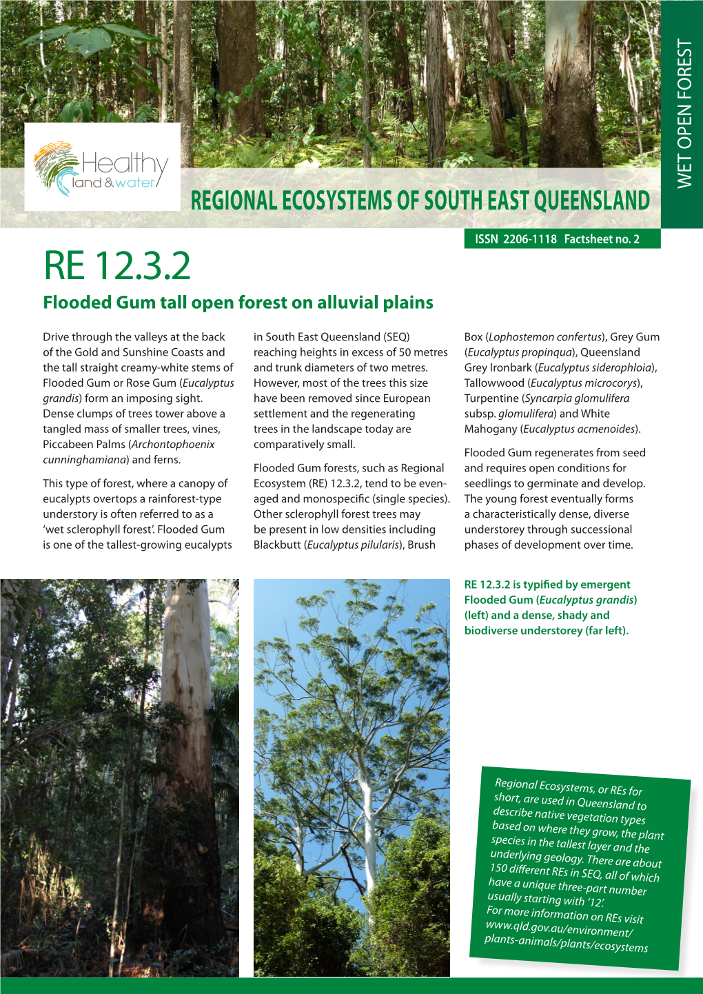 RE 12.3.2 Flooded Gum Tall Open Forest on Alluvial Plains