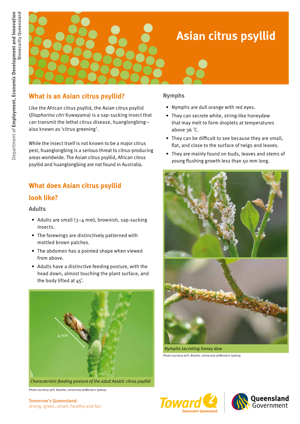 Asian Citrus Psyllid Fact Sheet