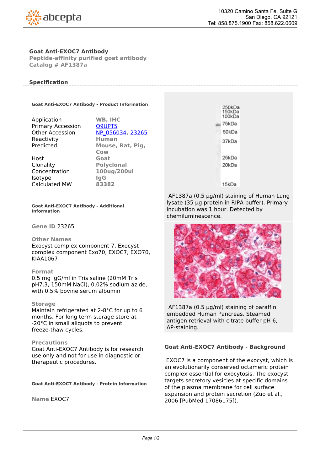 Goat Anti-EXOC7 Antibody Peptide-Affinity Purified Goat Antibody Catalog # Af1387a