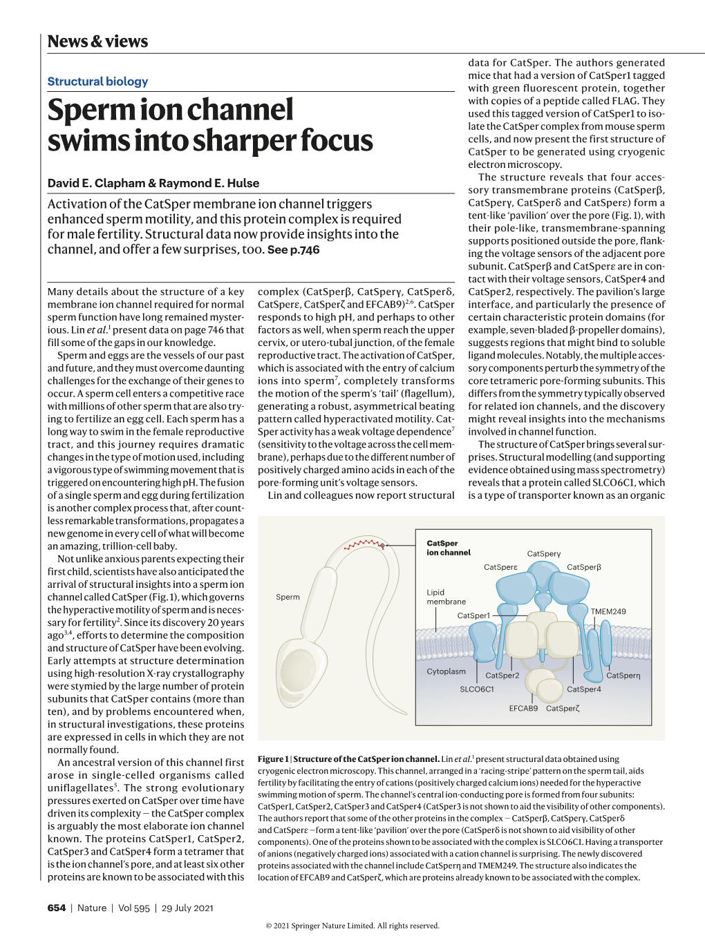 Sperm Ion Channel Swims Into Sharper Focus