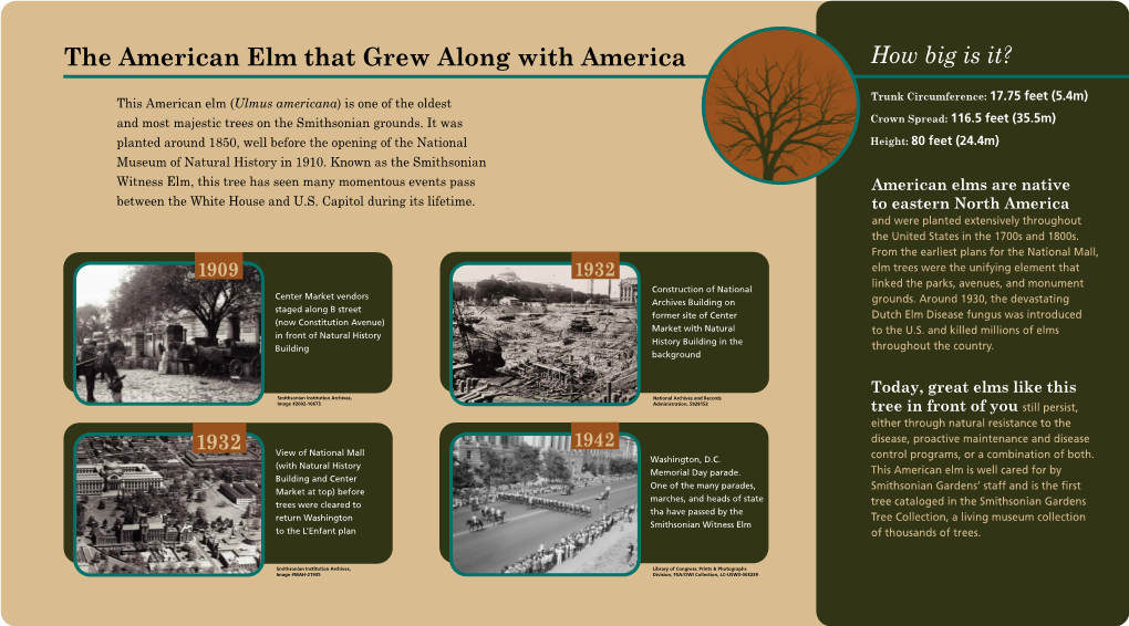 The American Elm That Grew Along with America How Big Is It?