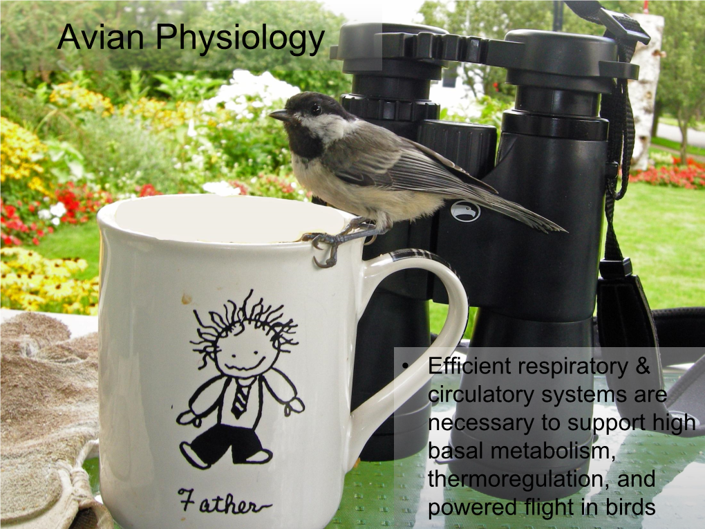 Avian Physiology