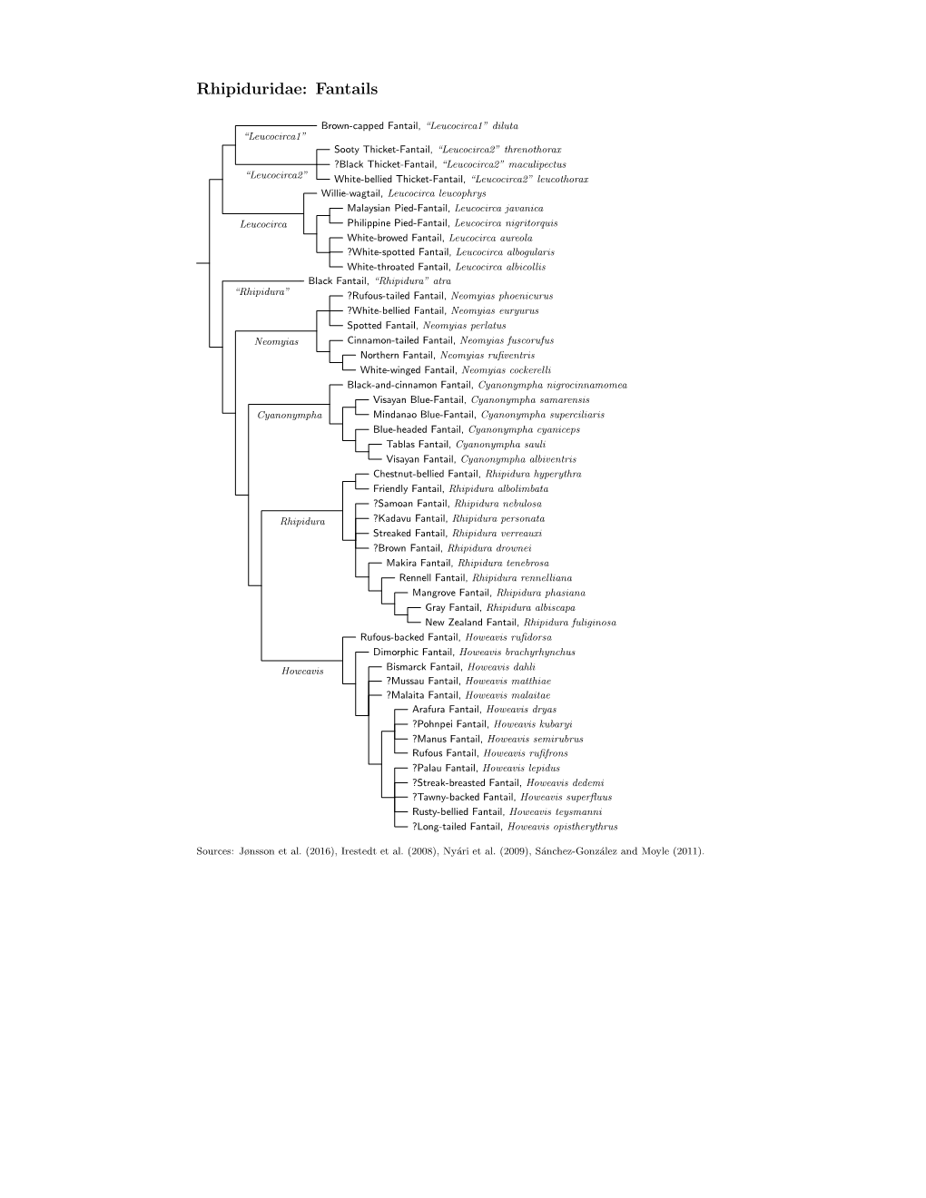 Rhipiduridae Species Tree