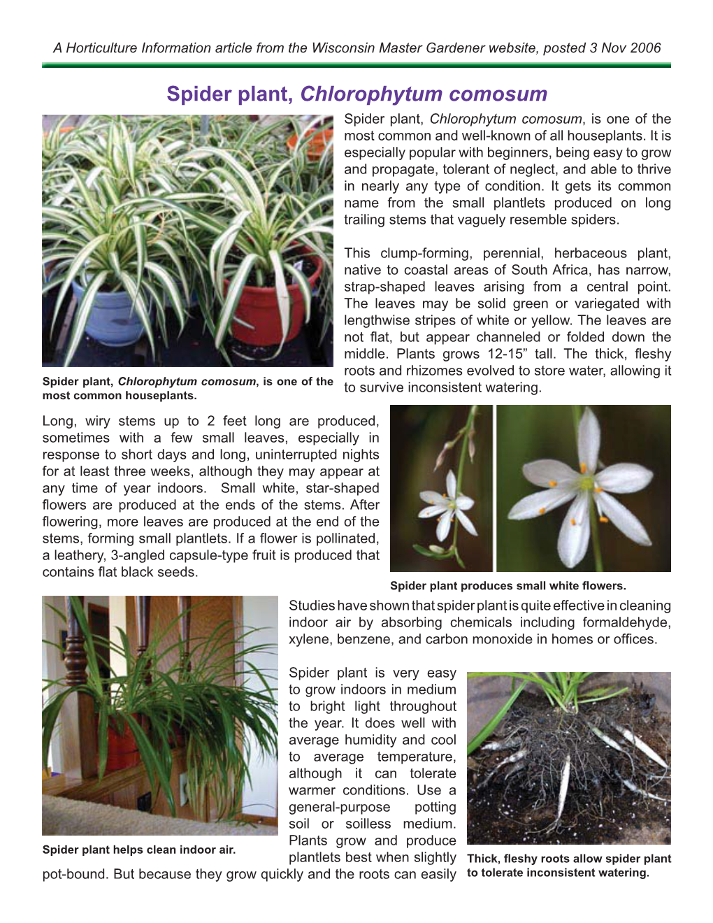 Spider Plant, Chlorophytum Comosum Spider Plant, Chlorophytum Comosum, Is One of the Most Common and Well-Known of All Houseplants