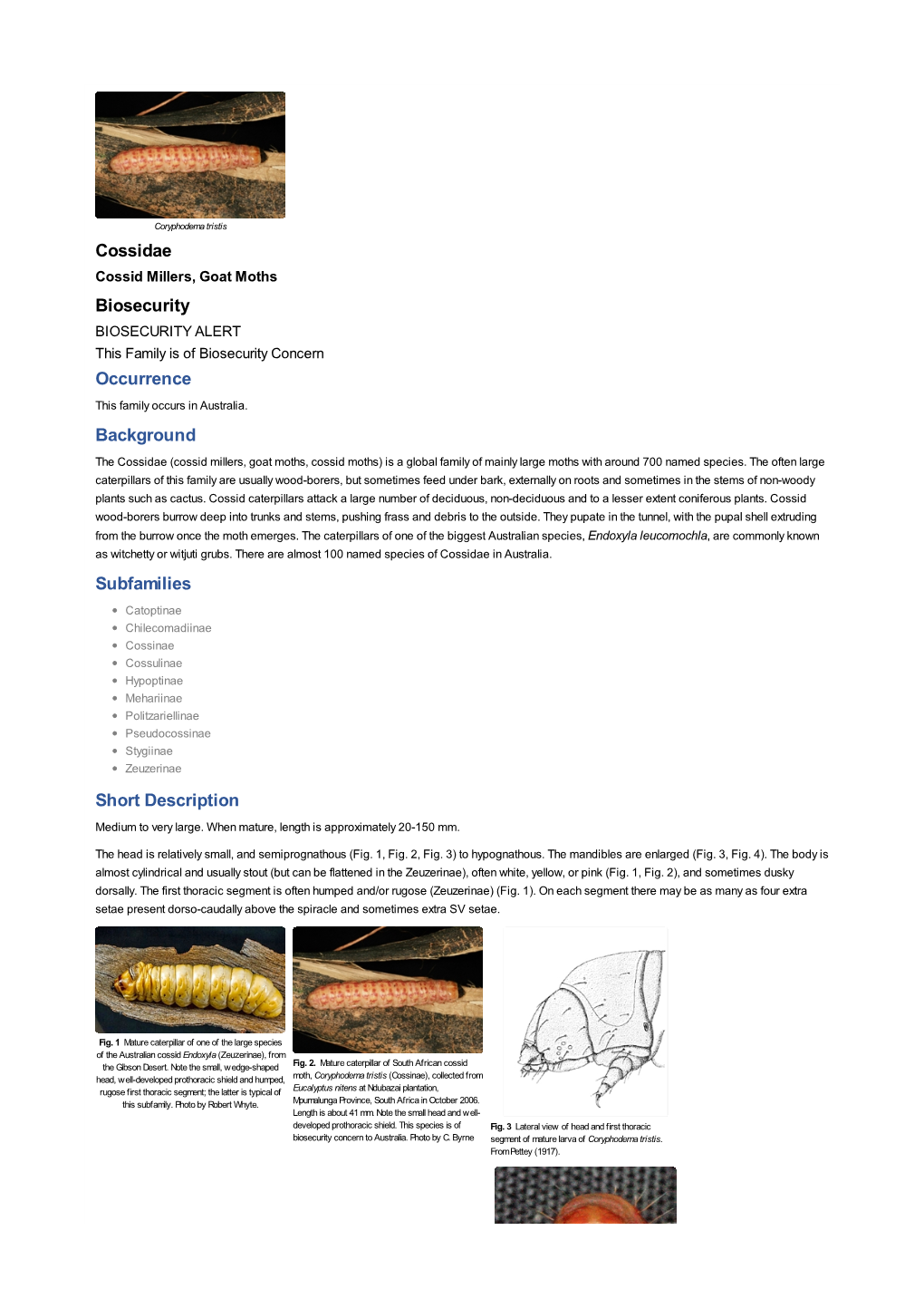 Cossidae Biosecurity Occurrence Background Subfamilies Short