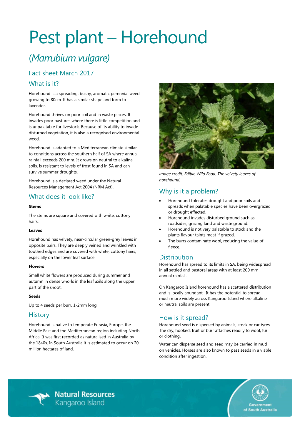 Pest Plant – Horehound (Marrubium Vulgare) Fact Sheet March 2017 What Is It? Horehound Is a Spreading, Bushy, Aromatic Perennial Weed Growing to 80Cm