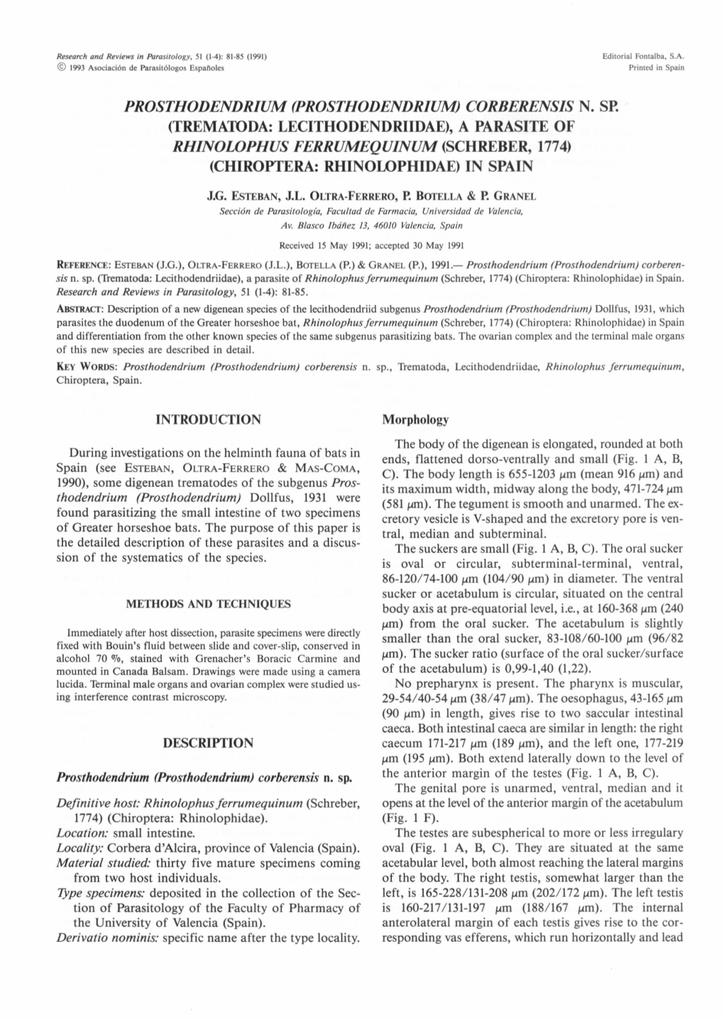 (Prosthodendrium) Corberensis N. Sp