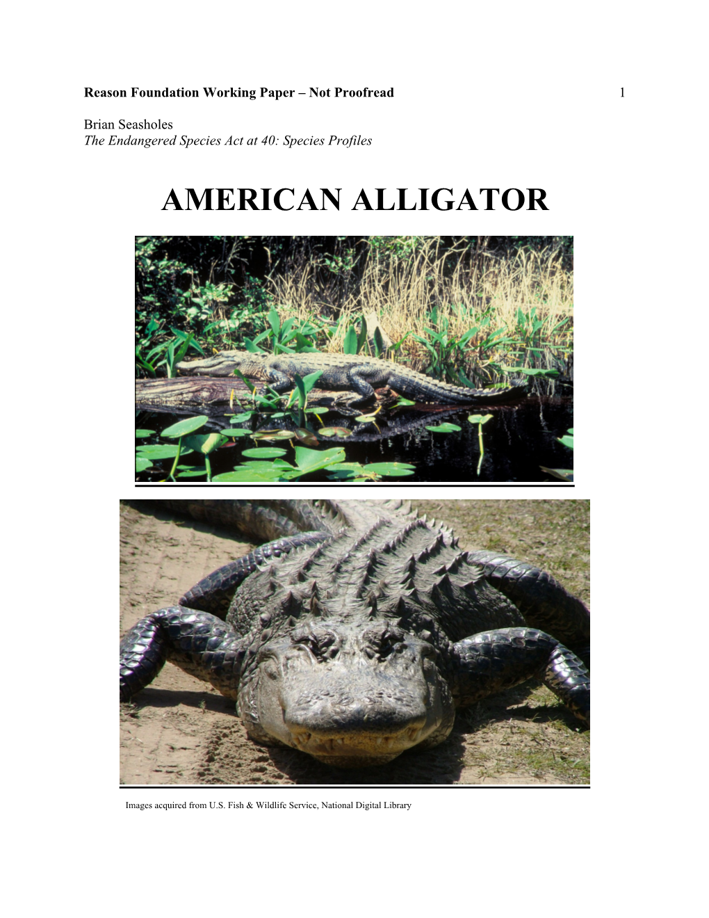 American Alligator