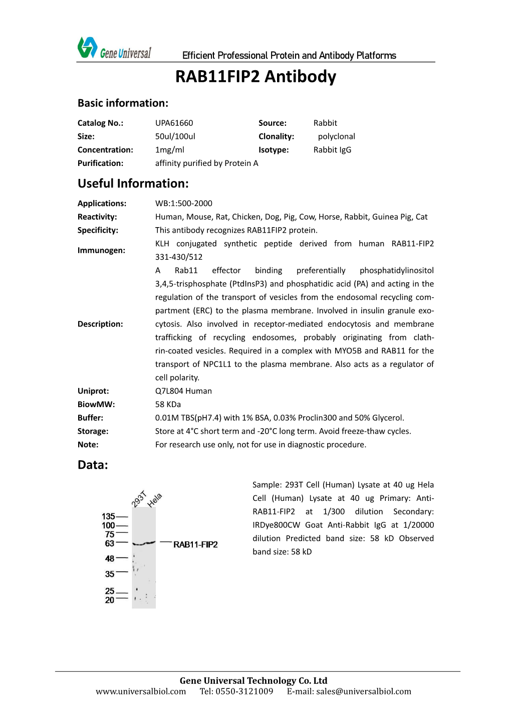 RAB11FIP2 Antibody