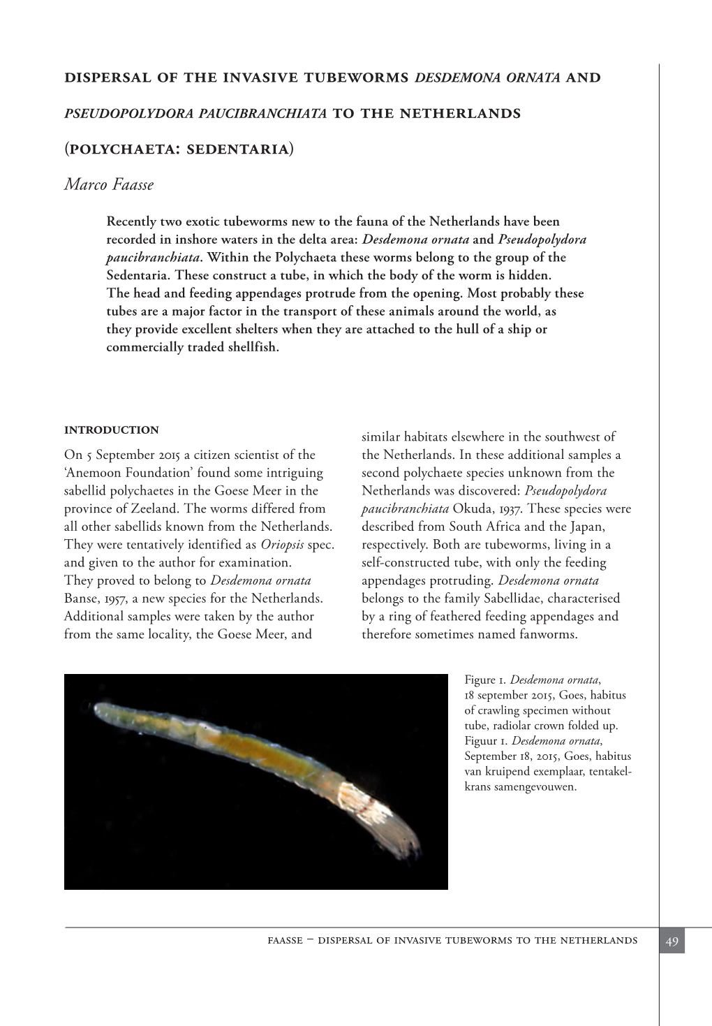 Dispersal of the Invasive Tubeworms Desdemona Ornata and to The