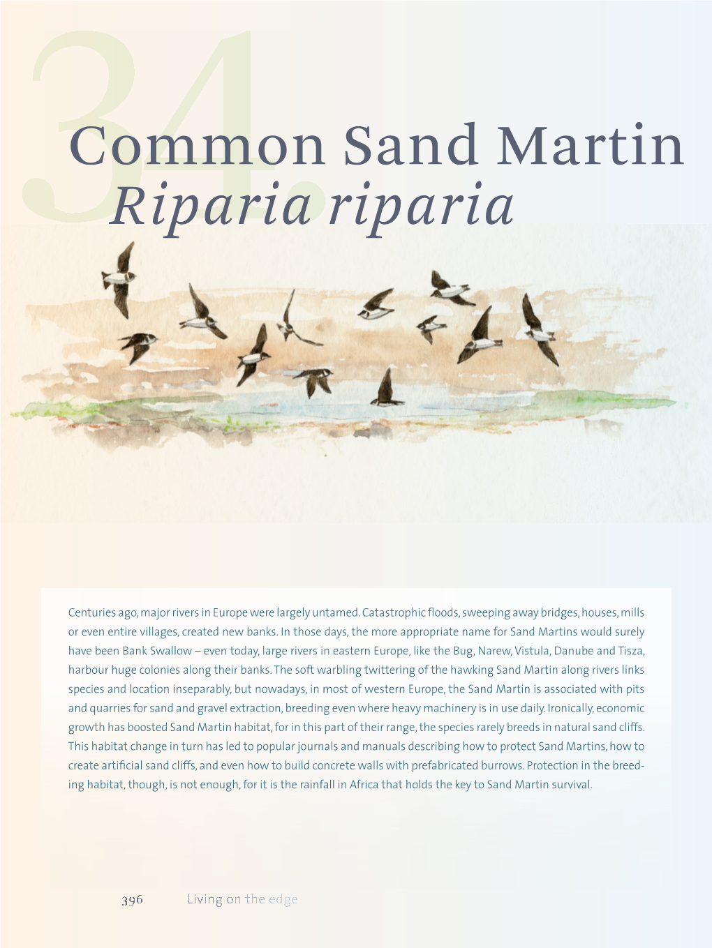 Common Sand Martin Riparia Riparia 397