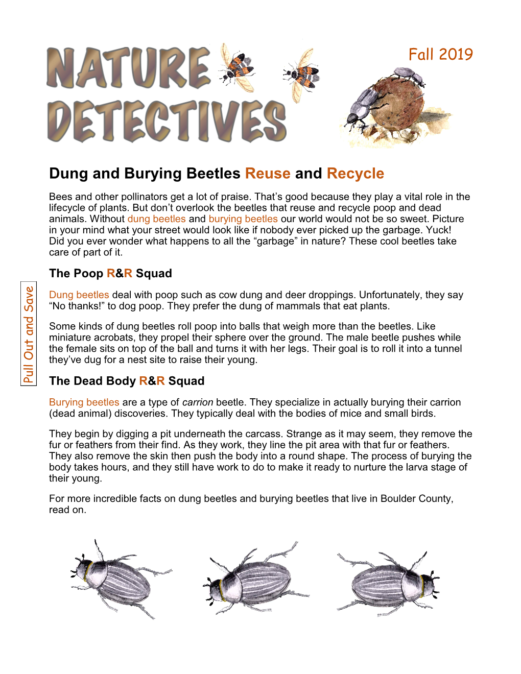 Nature Detectivs: Dung and Burying Beetles Reuse and Recycle