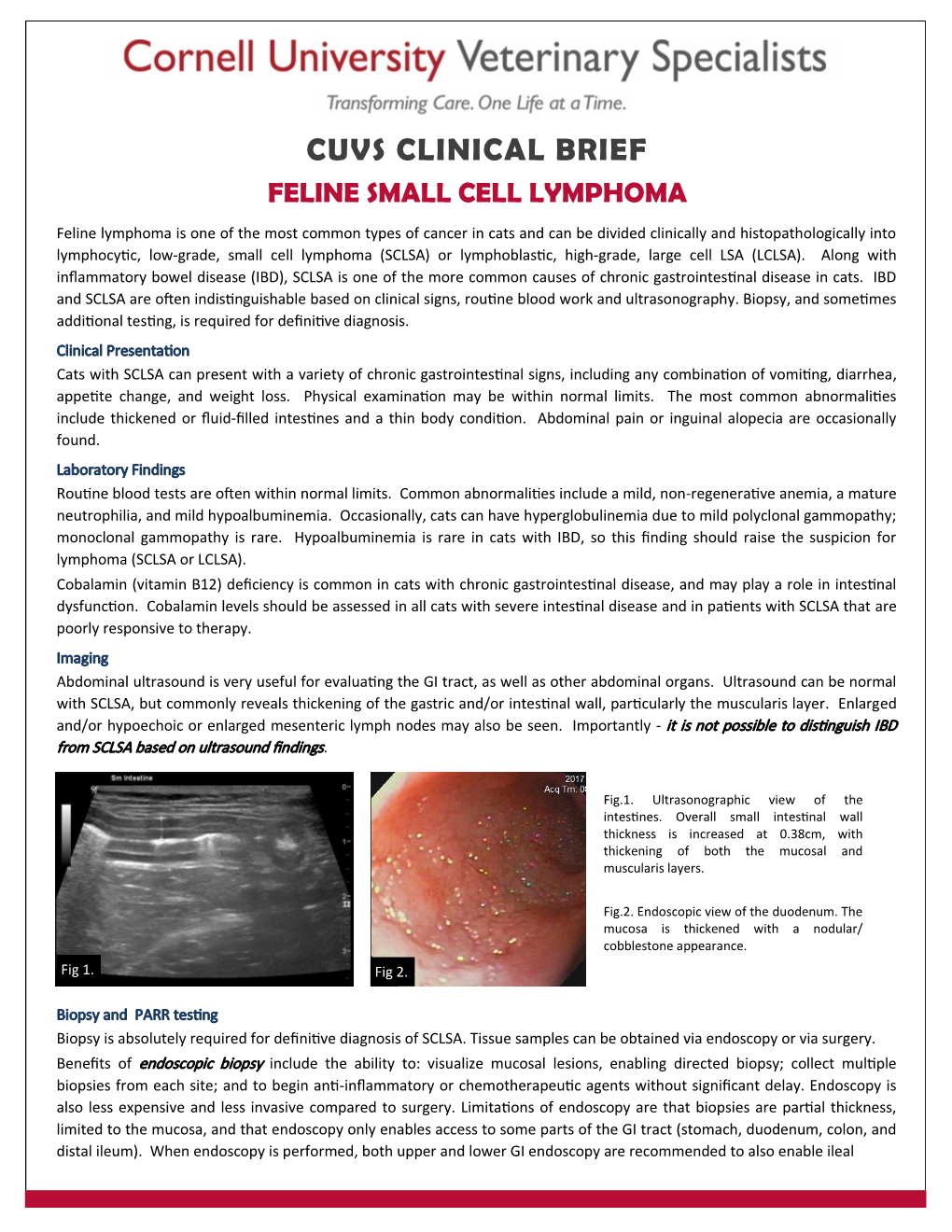 Feline Small Cell Lymphoma