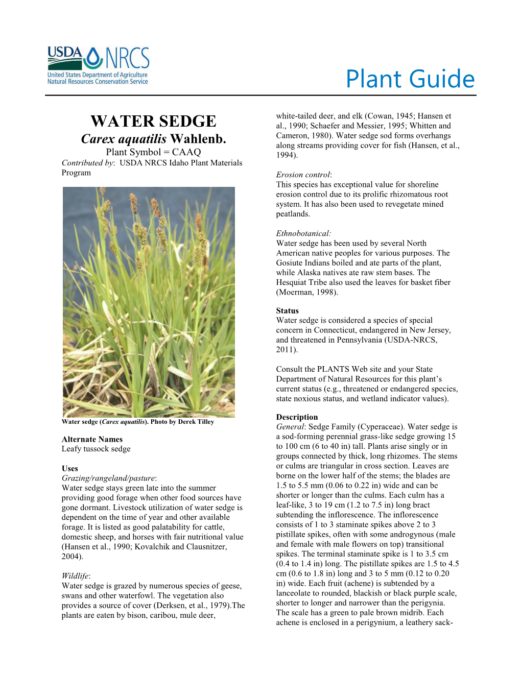 Plant Guide for Water Sedge (Carex Aquatilis)