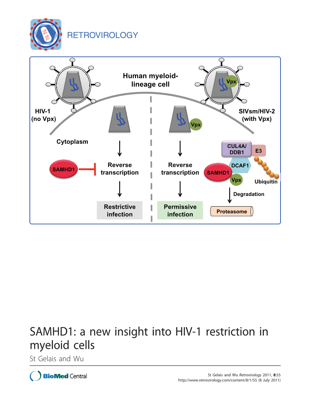 SAMHD1: a New Insight Into HIV-1 Restriction in Myeloid Cells St Gelais and Wu