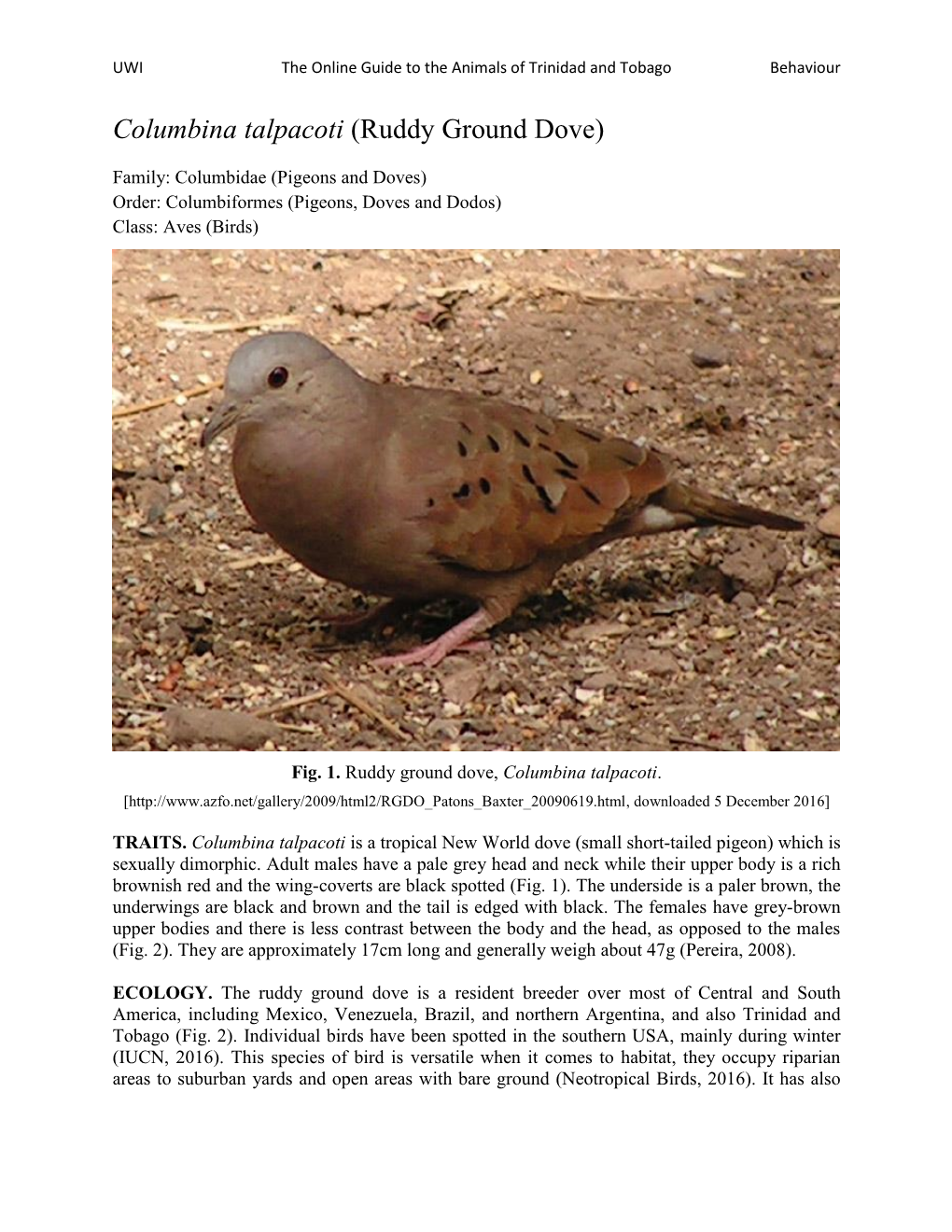 Columbina Talpacoti (Ruddy Ground Dove)