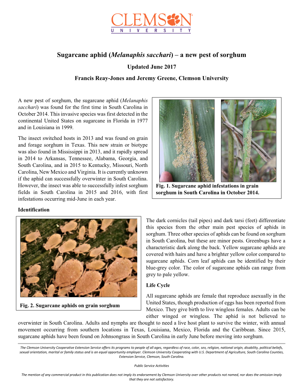 Sugarcane Aphid (Melanaphis Sacchari) – a New Pest of Sorghum Updated June 2017 Francis Reay-Jones and Jeremy Greene, Clemson University