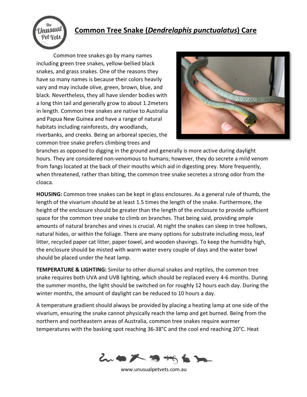 Common Tree Snake (Dendrelaphis Punctualatus) Care