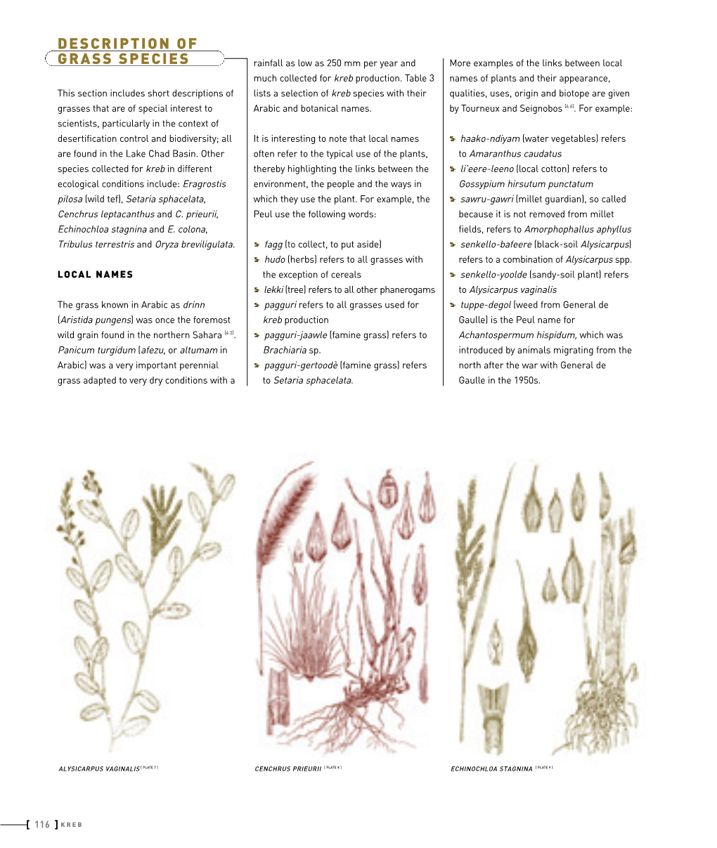 DESCRIPTION of GRASS SPECIES Rainfall As Low As 250 Mm Per Year and More Examples of the Links Between Local Much Collected for Kreb Production