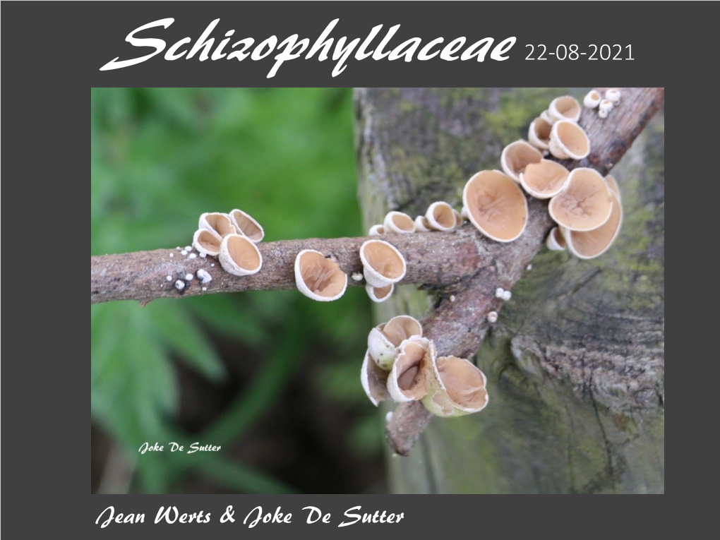 Familie Schizophyllaceae