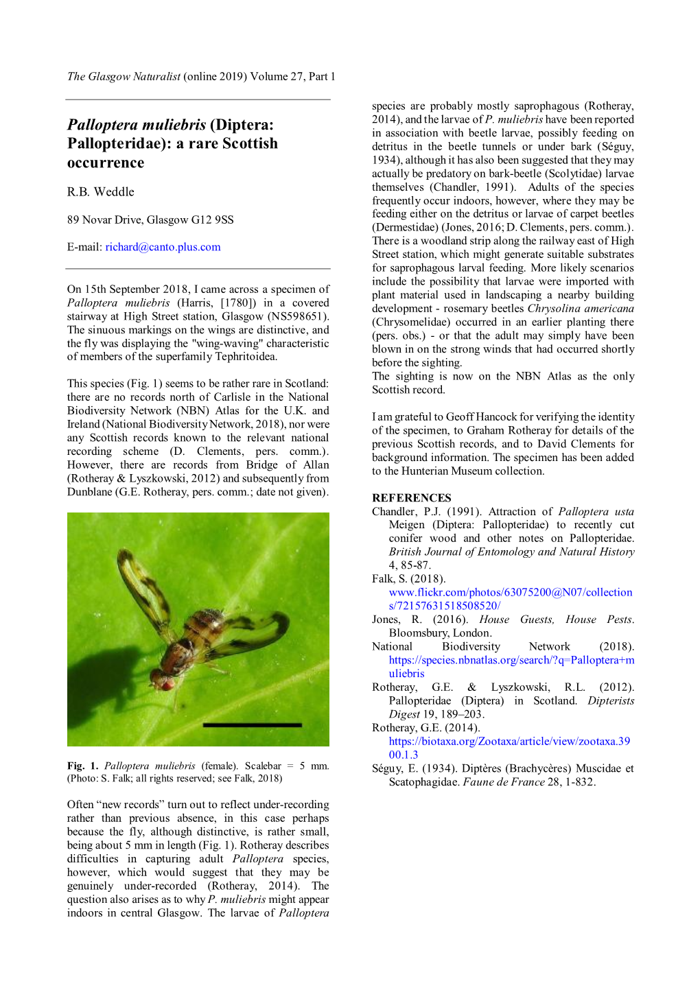Palloptera Muliebris (Diptera: Pallopteridae): a Rare Scottish Occurrence