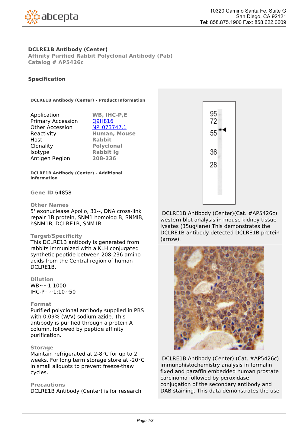 DCLRE1B Antibody (Center) Affinity Purified Rabbit Polyclonal Antibody (Pab) Catalog # Ap5426c