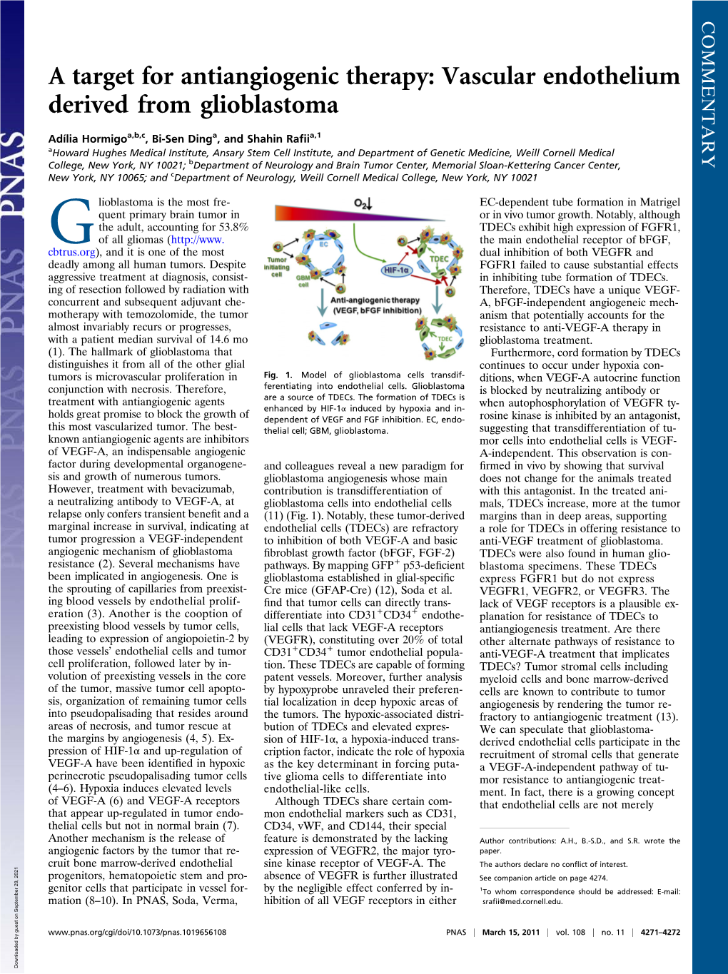 A Target for Antiangiogenic Therapy: Vascular Endothelium Derived from Glioblastoma