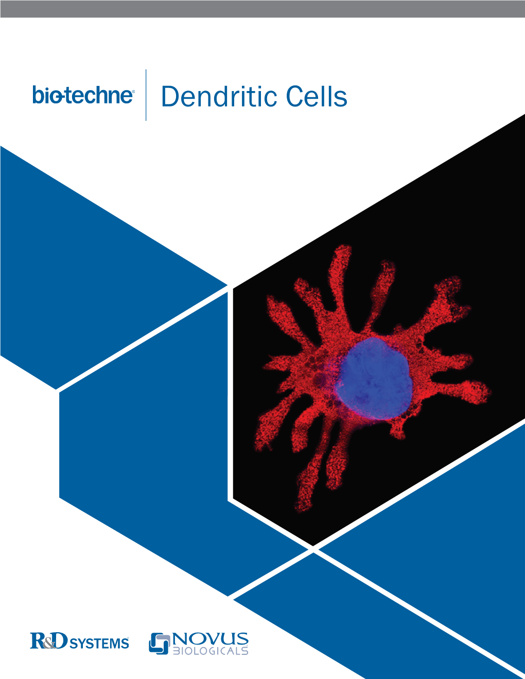 Dendritic Cells