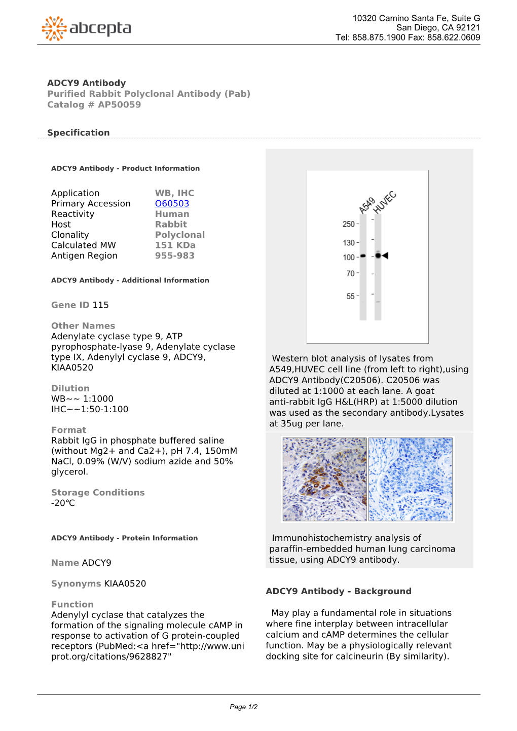 ADCY9 Antibody Purified Rabbit Polyclonal Antibody (Pab) Catalog # AP50059