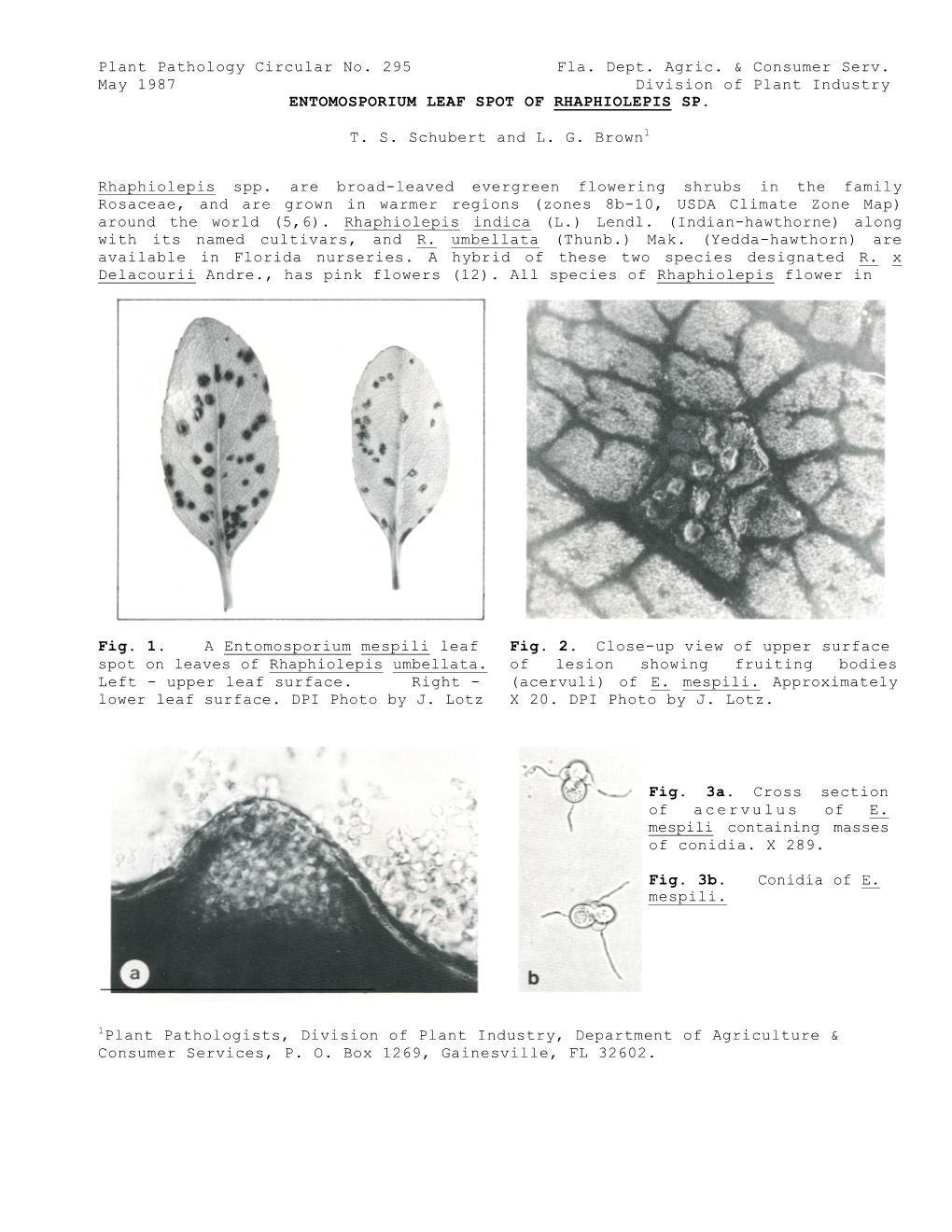 Plant Pathology Circular No. 295 Fla. Dept. Agric. & Consumer Serv. May 1987 Division of Plant Industry ENTOMOSPORIUM LEAF S