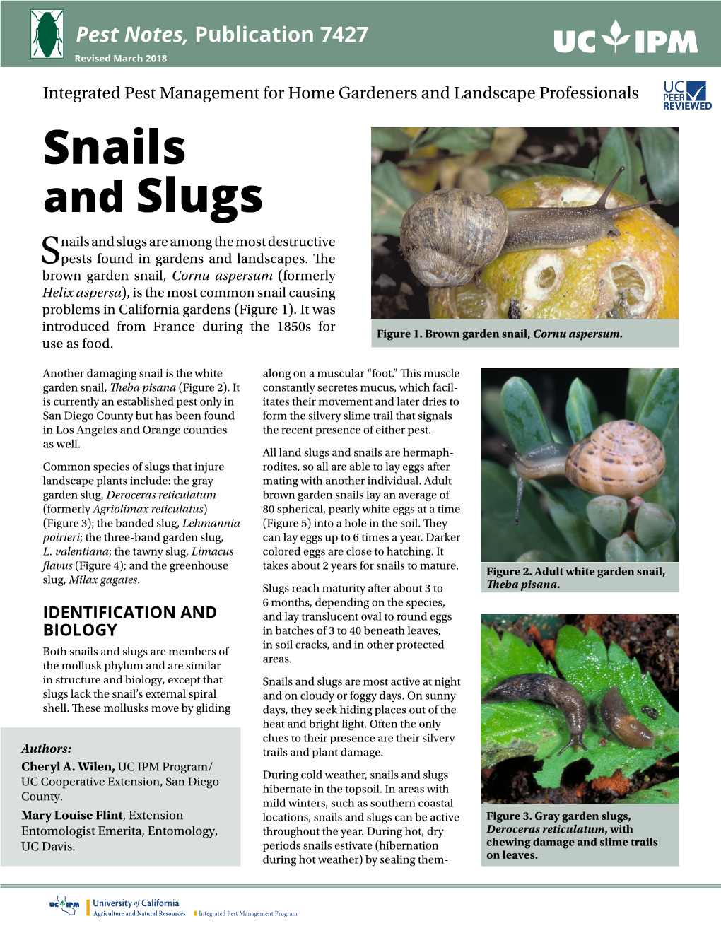 Snails and Slugs Nails and Slugs Are Among the Most Destructive Spests Found in Gardens and Landscapes