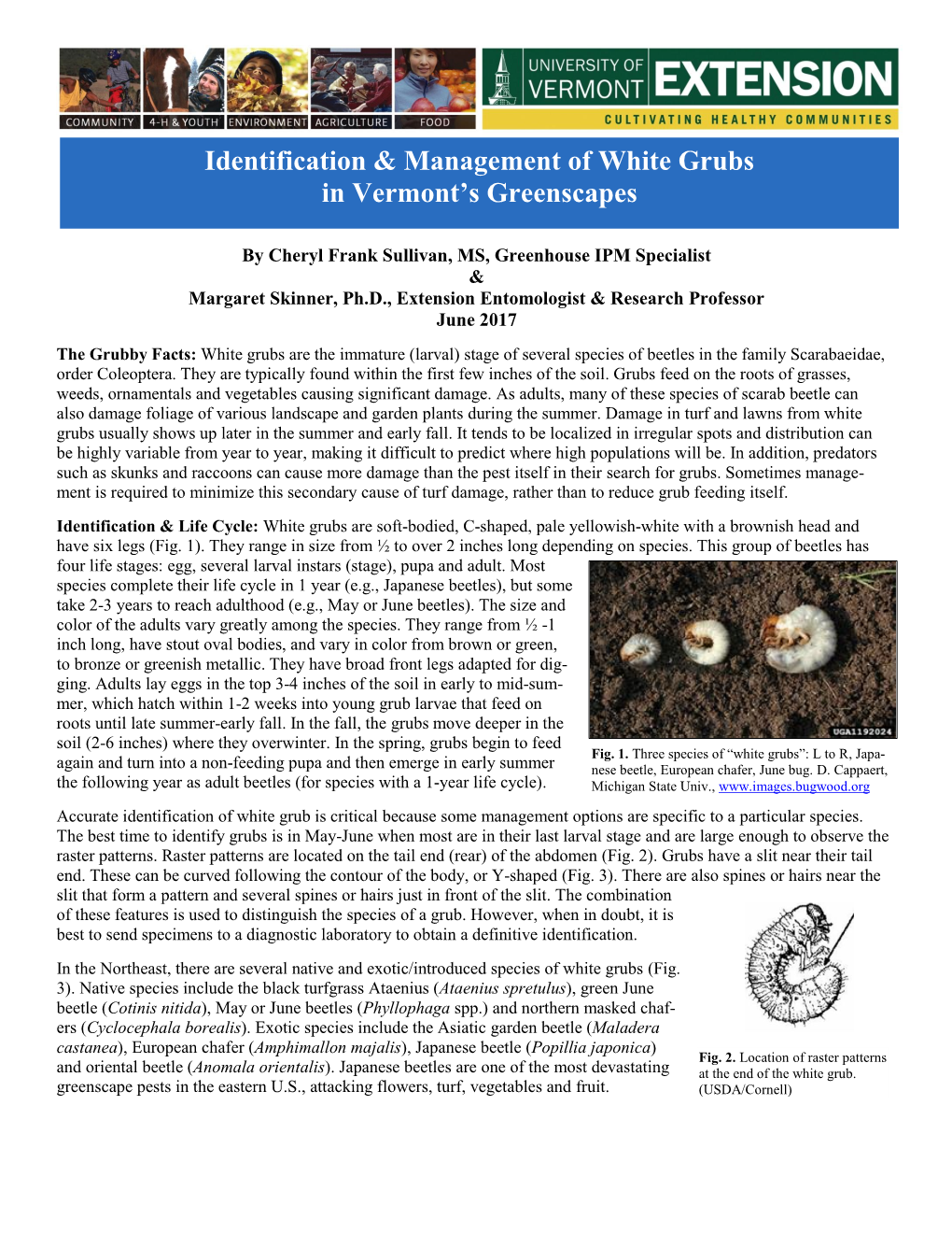 Identification & Management of White Grubs in Vermont's Greenscapes