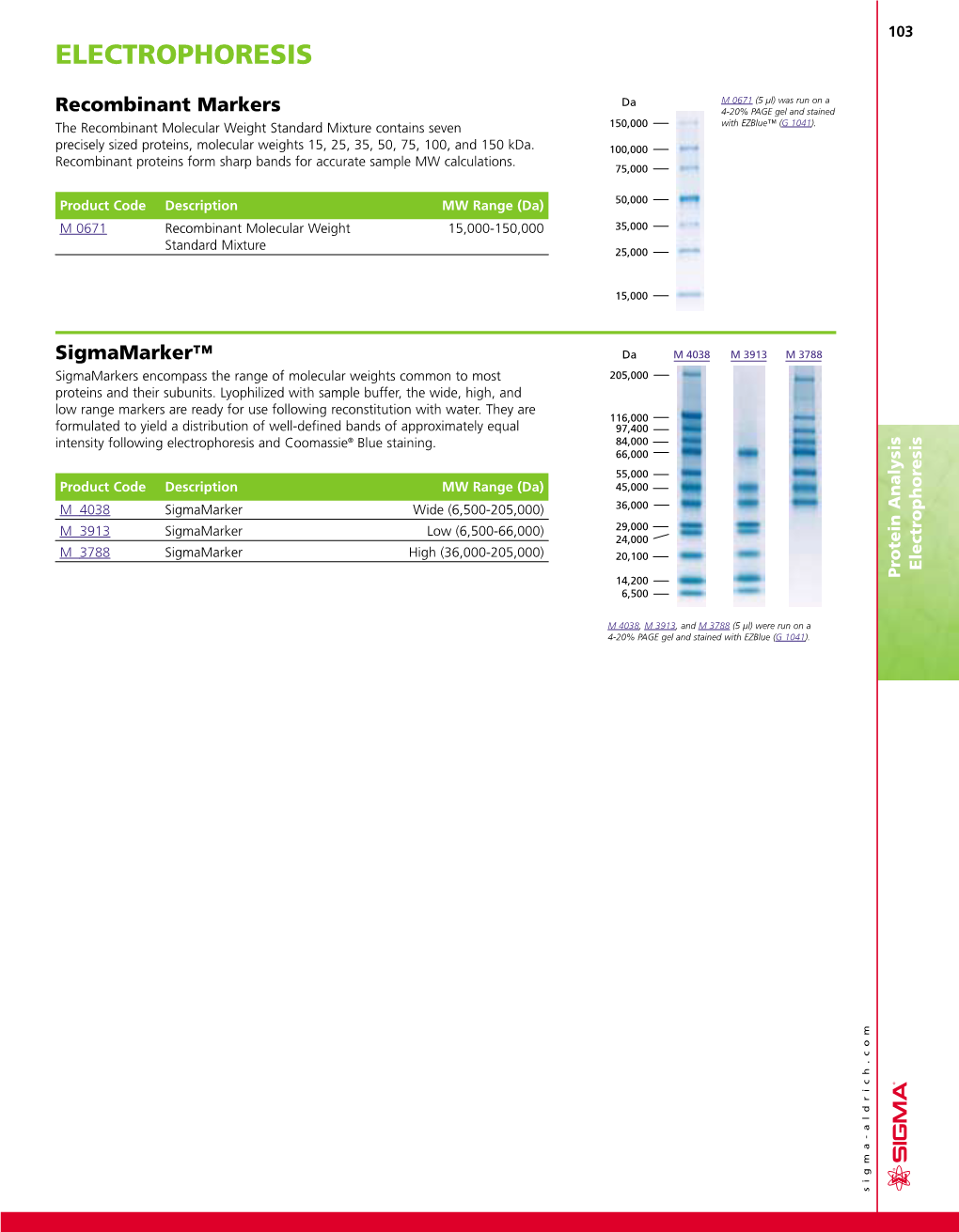 Electrophoresis Andcoomassie Formulated Toyieldadistributionofwell-Definedbandsapproximately Equal Low Rangemarkersare Ready Forusefollowingreconstitution Withwater