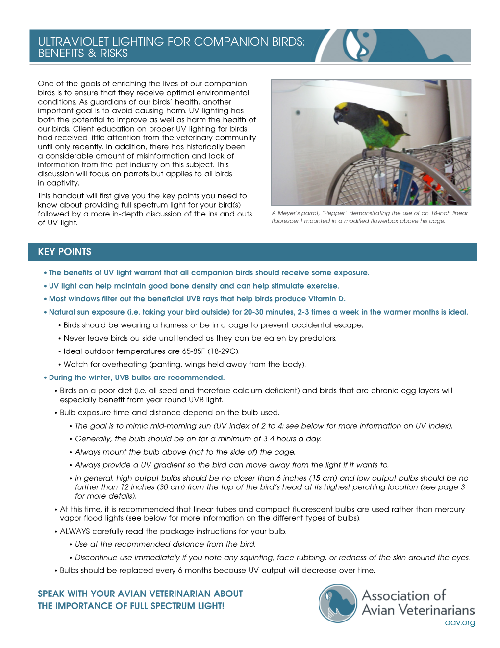Ultraviolet Lighting for Companion Birds: Benefits & Risks