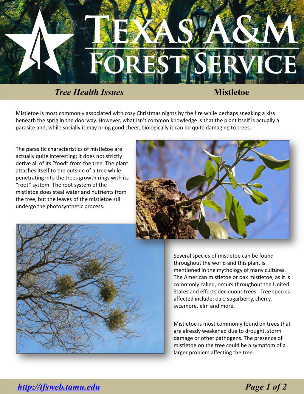 Tree Health Issues Mistletoe Page 1 of 2