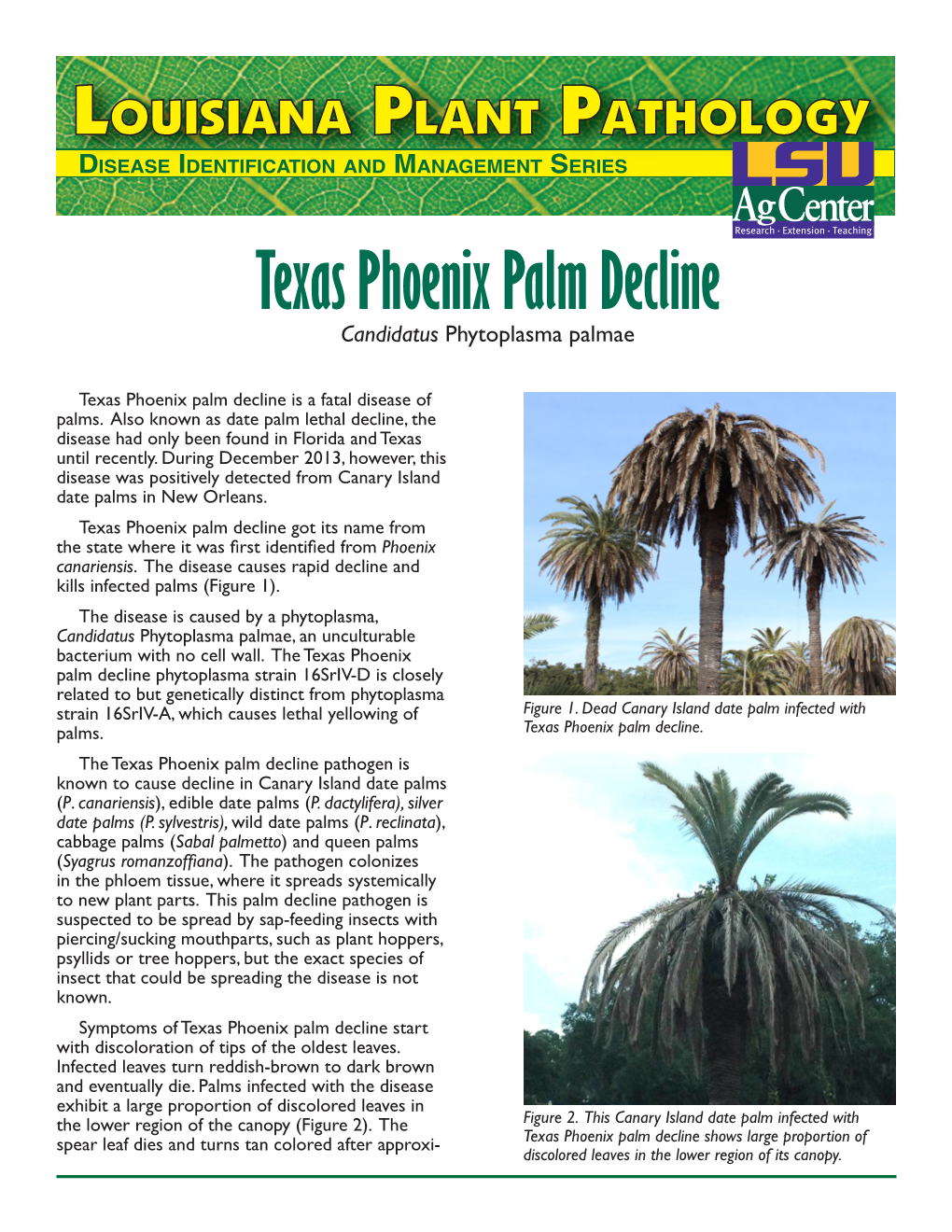 Texas Phoenix Palm Decline Laplantpath Revpdf / 1.47