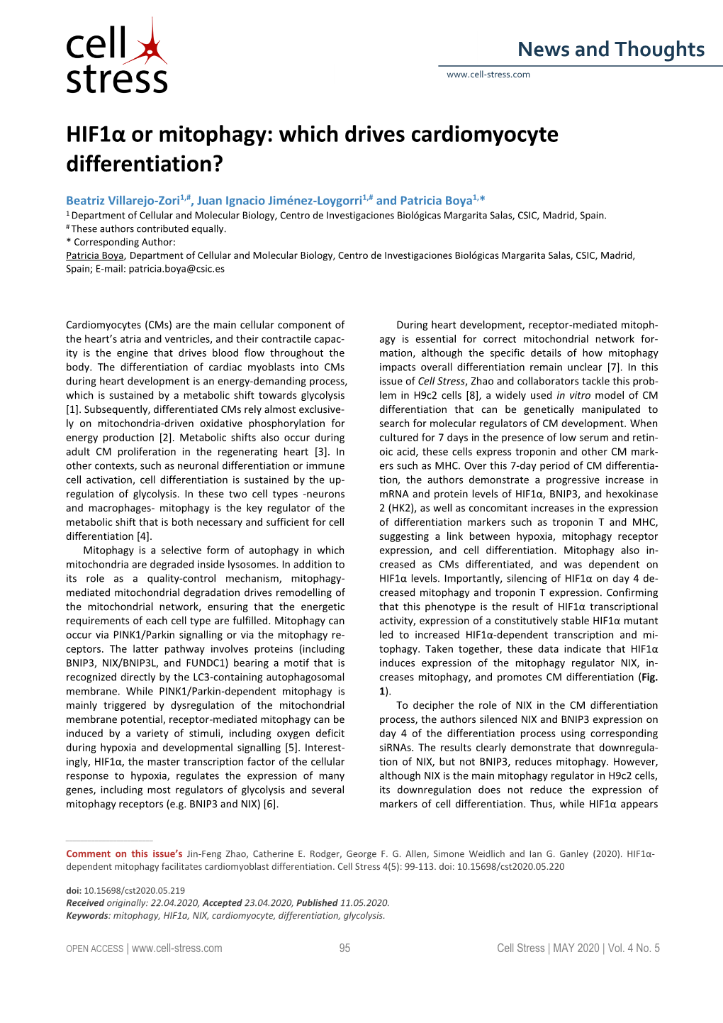 Hif1α Or Mitophagy: Which Drives Cardiomyocyte Differentiation?